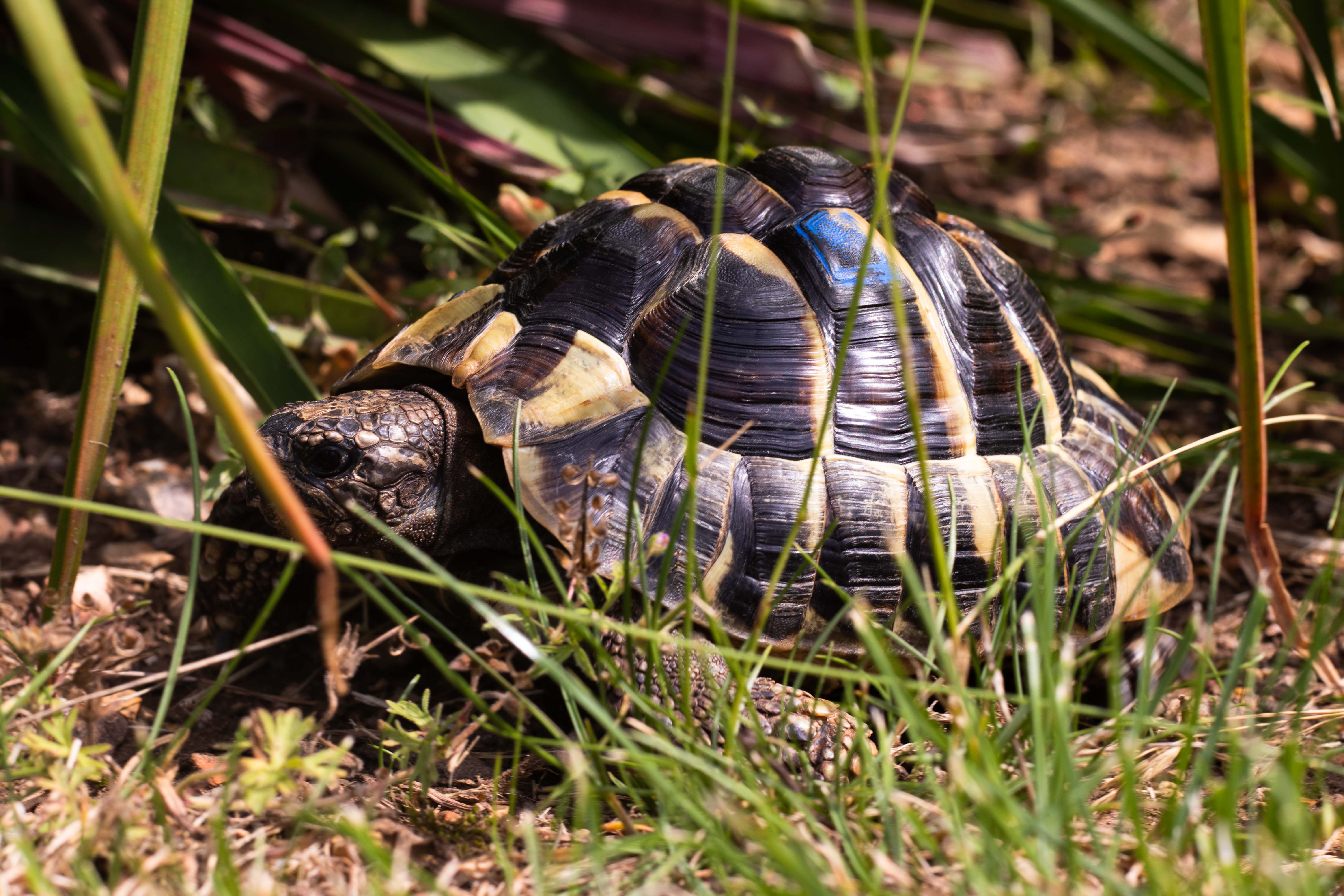 Photo d'une tortue d'hermann se balandant au milieu d'herbe et de plantes